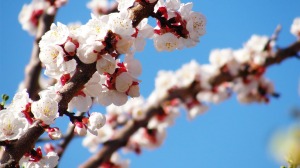 spring-bloom-